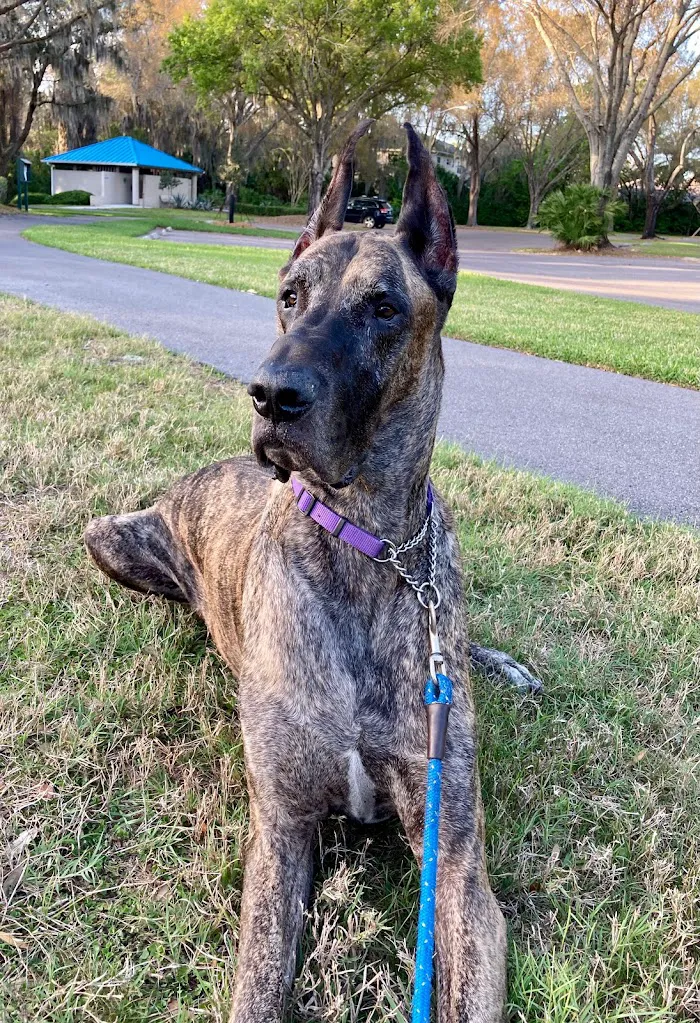 Westchase Veterinary Center and Emergency 12