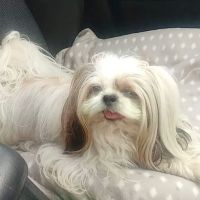 Westchase Veterinary Center and Emergency ico