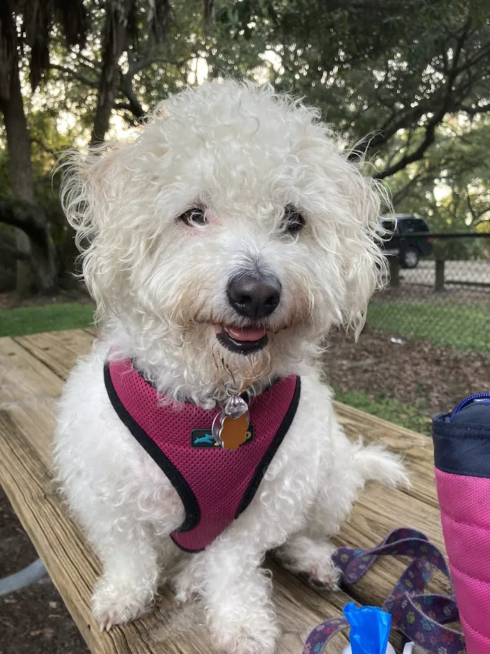 Westchase Veterinary Center and Emergency 12