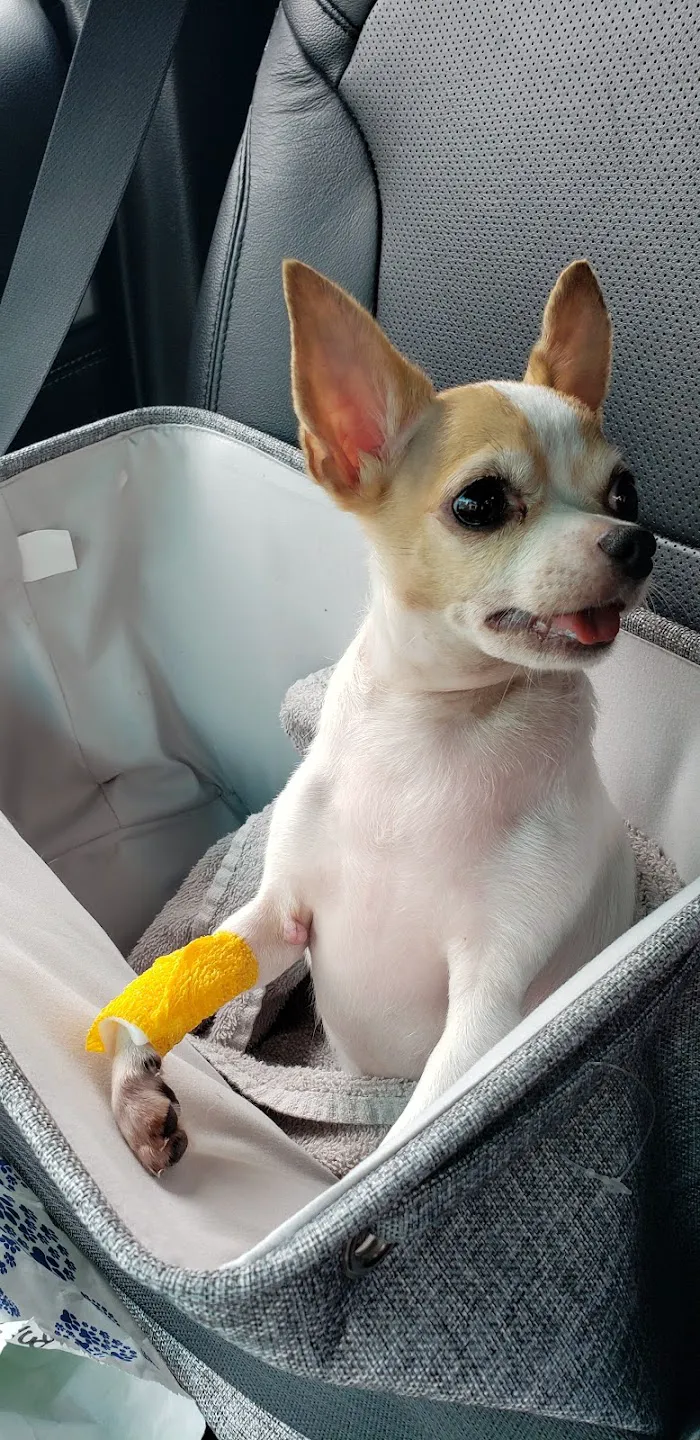 Westchase Veterinary Center and Emergency 12