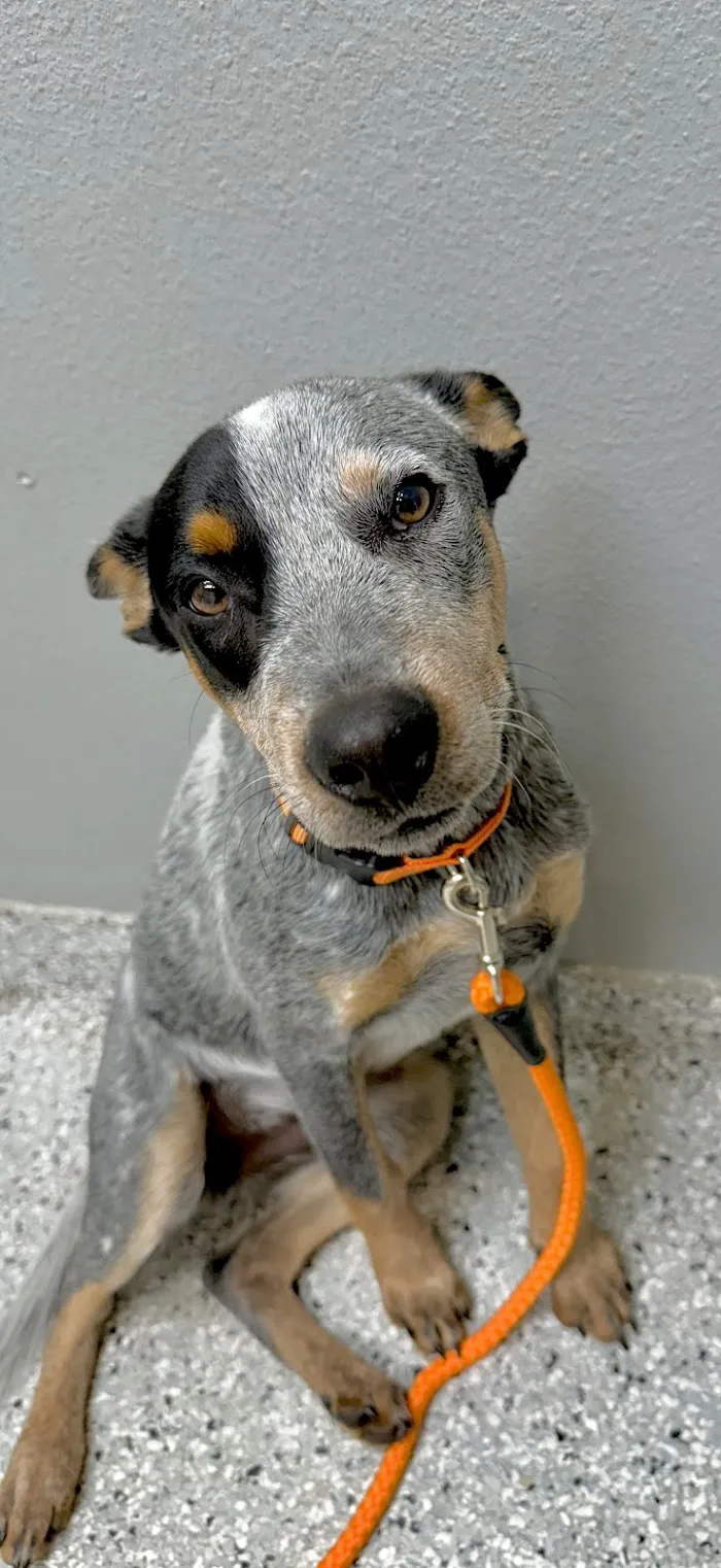 Westchase Veterinary Center and Emergency 12