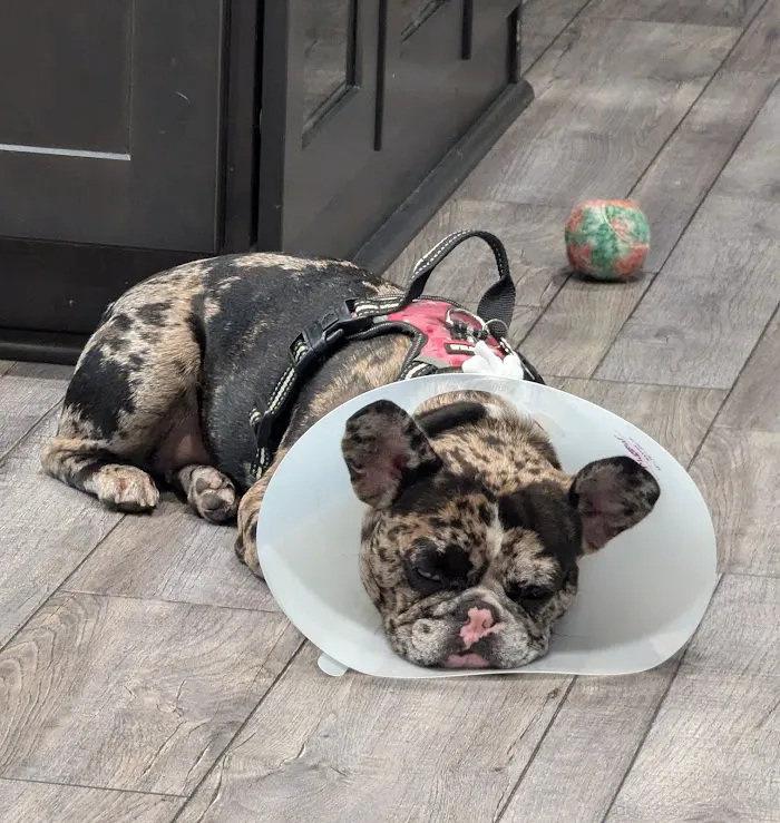Paws Vet Care Center 12