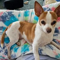 Paws Vet Care Center ico