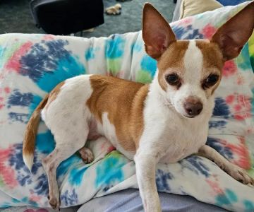 Paws Vet Care Center
