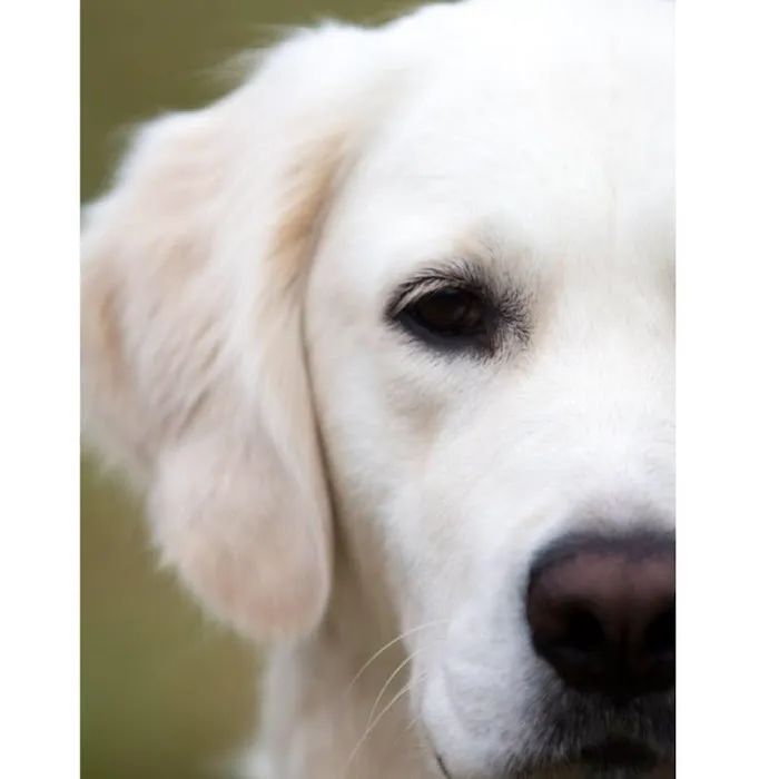 Paws Vet Care Center 12