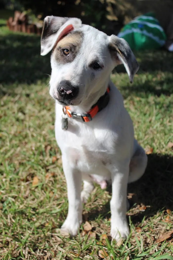 Paws Vet Care Center 12
