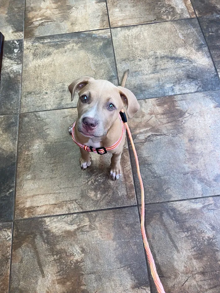 Paws Vet Care Center 12