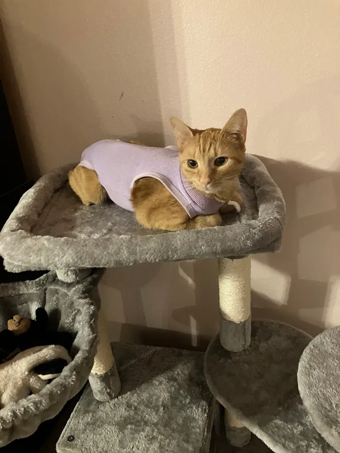 Paws Vet Care Center 12
