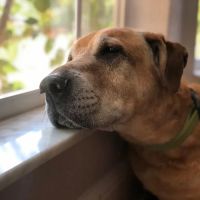 Animal & Exotic Medical Center ico