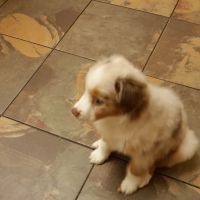 Animal Health Center of Land O' Lakes ico