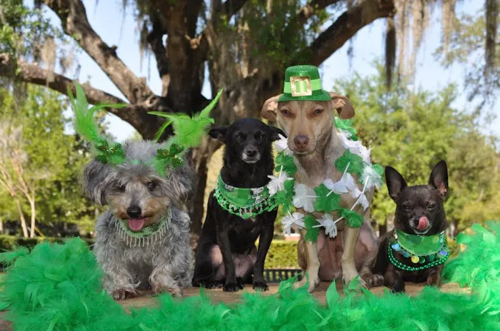 Animal Care Center of Pasco County 7