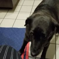 Animal Care Center of Pasco County ico
