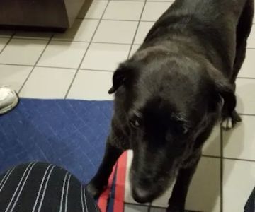 Animal Care Center of Pasco County