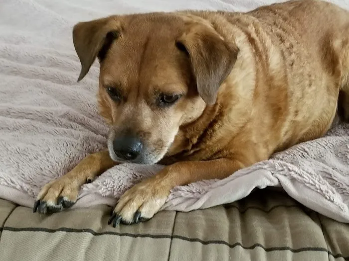 Animal Care Center of Pasco County 2