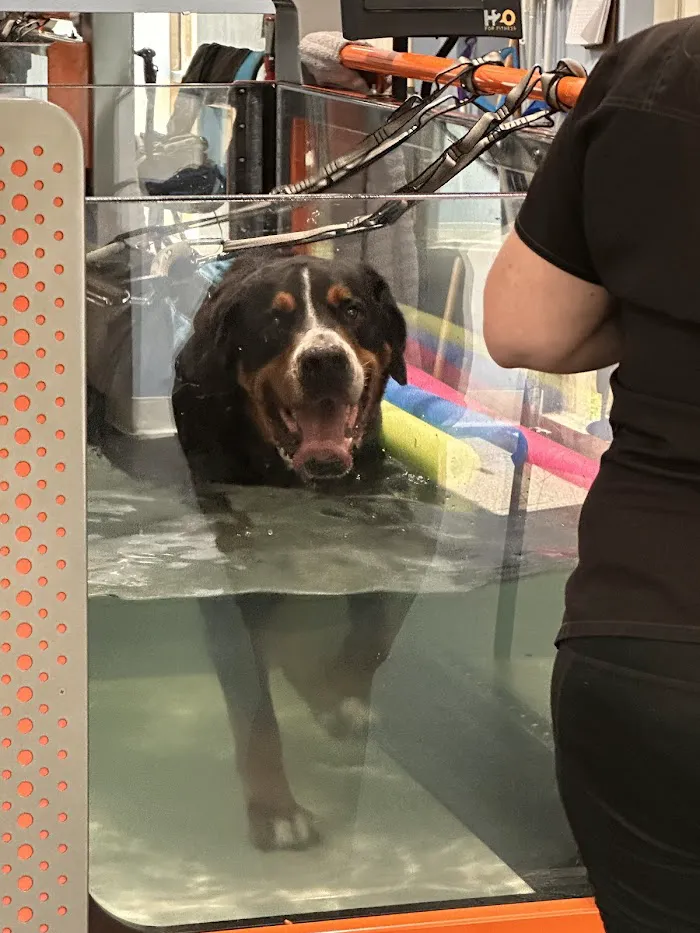 Florida Veterinary Rehabilitation and Sports Medicine 12