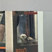 Florida Veterinary Rehabilitation and Sports Medicine ico