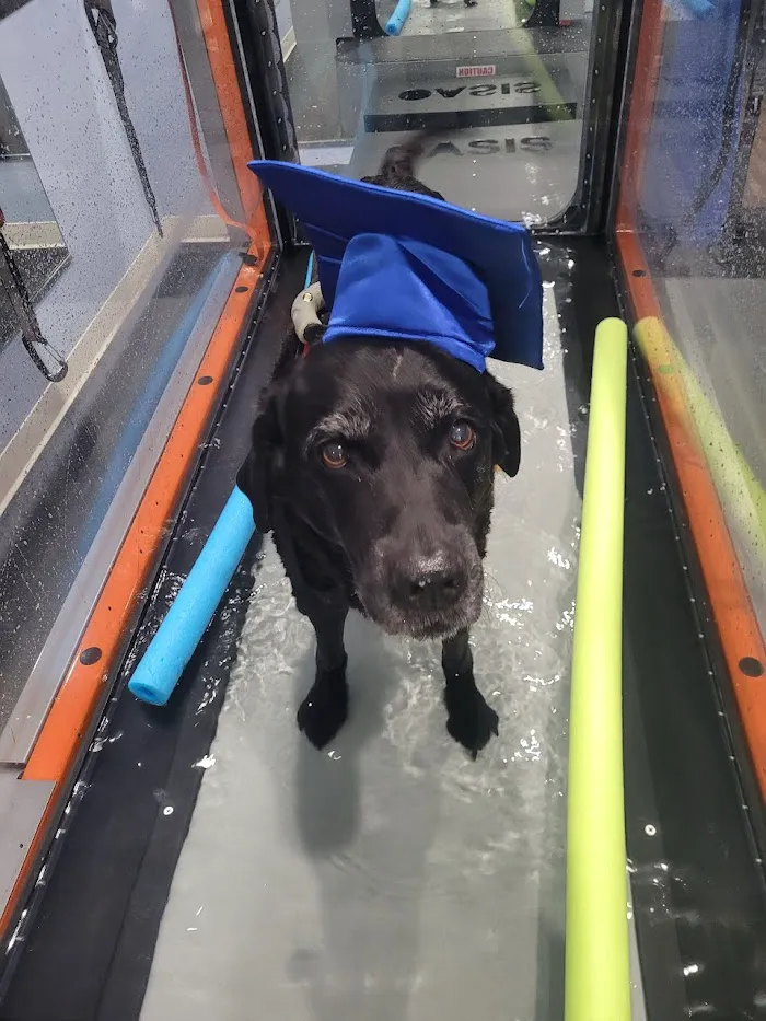 Florida Veterinary Rehabilitation and Sports Medicine 12