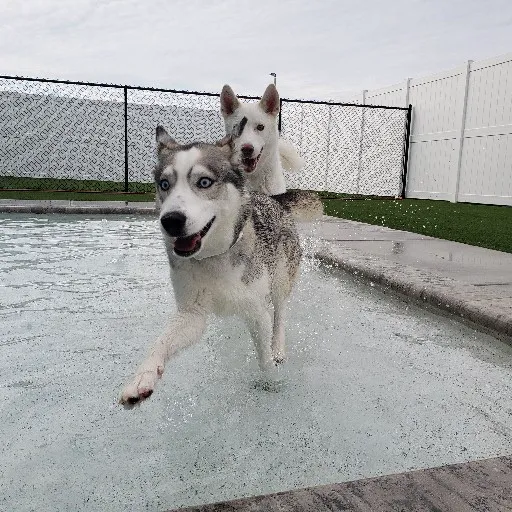 Embassy Veterinary Center & Pet Retreat Tampa 12