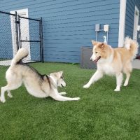 Embassy Veterinary Center & Pet Retreat Tampa ico