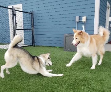 Embassy Veterinary Center & Pet Retreat Tampa