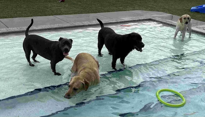 Embassy Veterinary Center & Pet Retreat Tampa 12