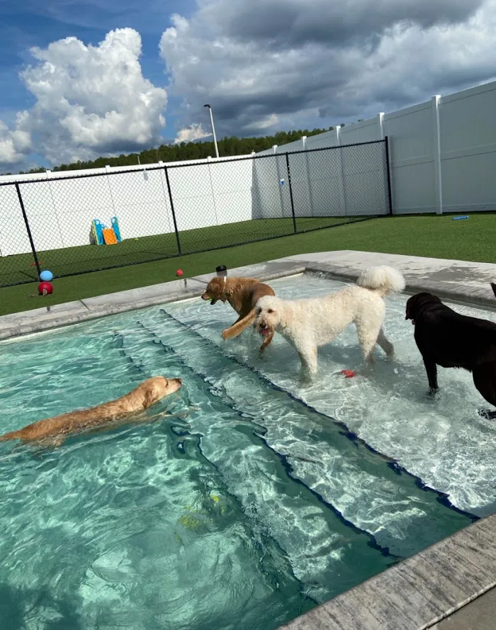 Embassy Veterinary Center & Pet Retreat Tampa 12