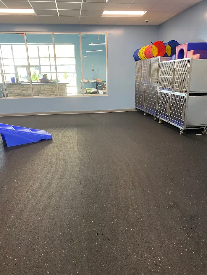 Embassy Veterinary Center & Pet Retreat Tampa 12
