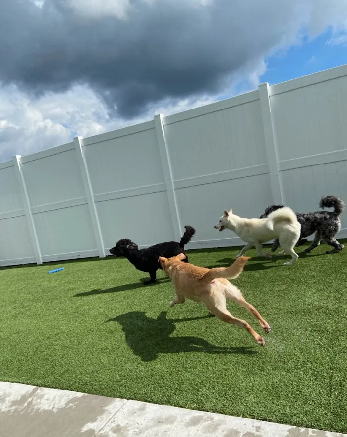 Embassy Veterinary Center & Pet Retreat Tampa 12