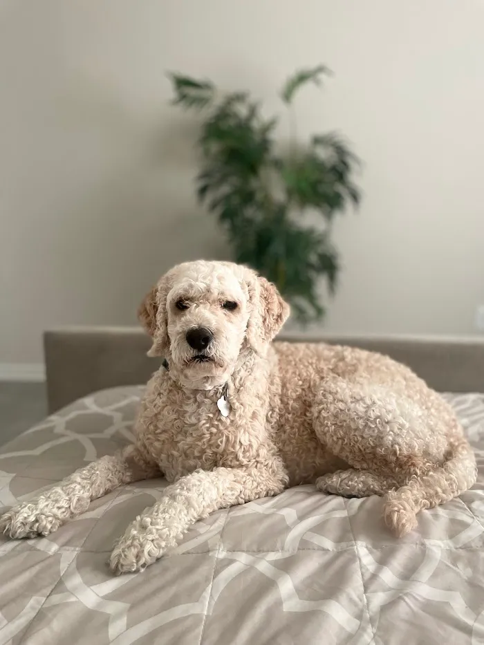 Royal Pets Market, Resort, Veterinary Center 7