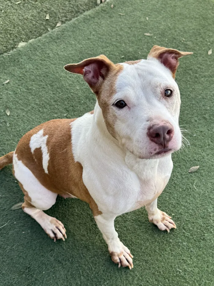 Royal Pets Market, Resort, Veterinary Center 8