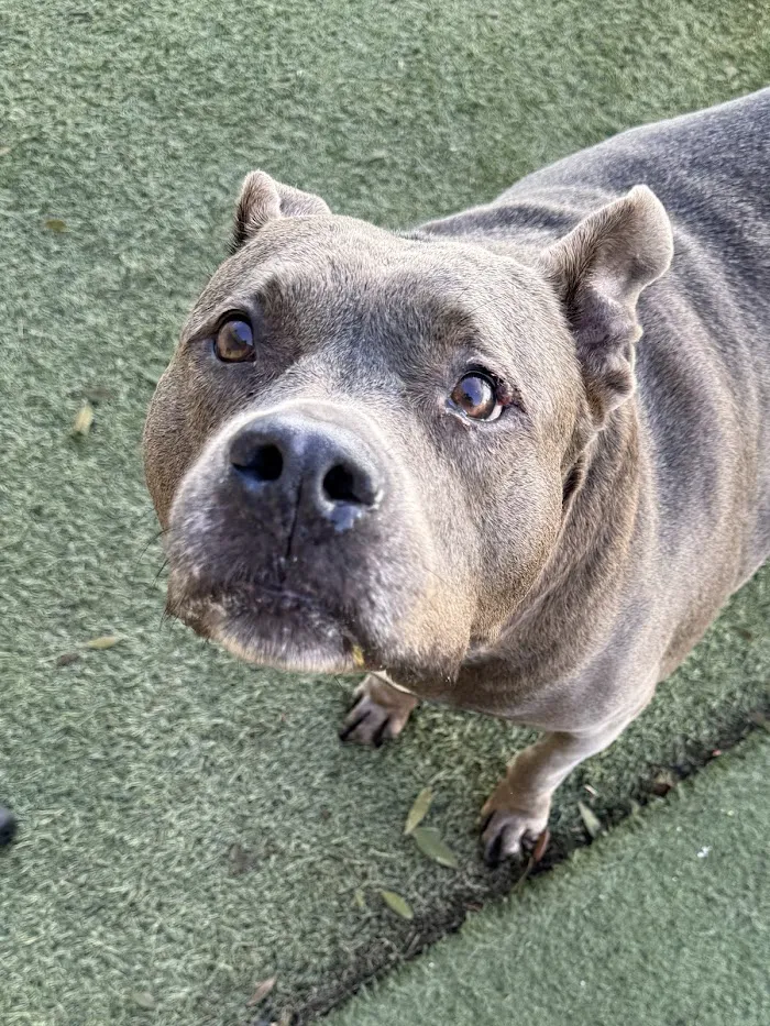 Royal Pets Market, Resort, Veterinary Center 9