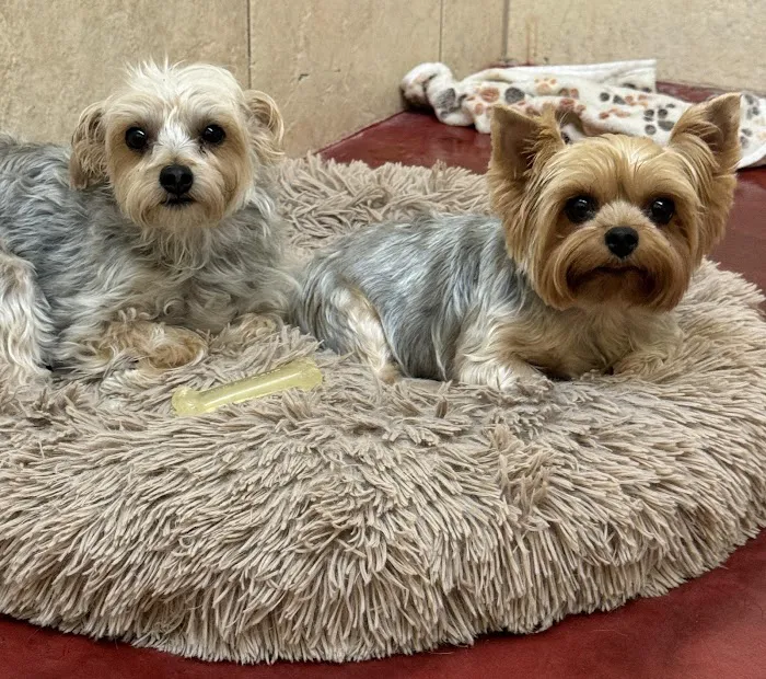 Royal Pets Market, Resort, Veterinary Center 6