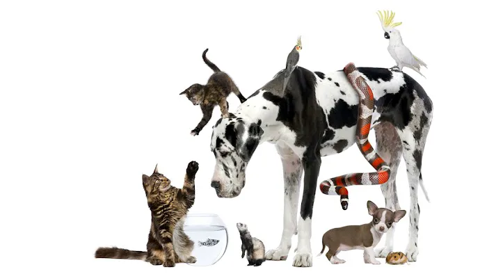 CountryChase Veterinary Hospital 3