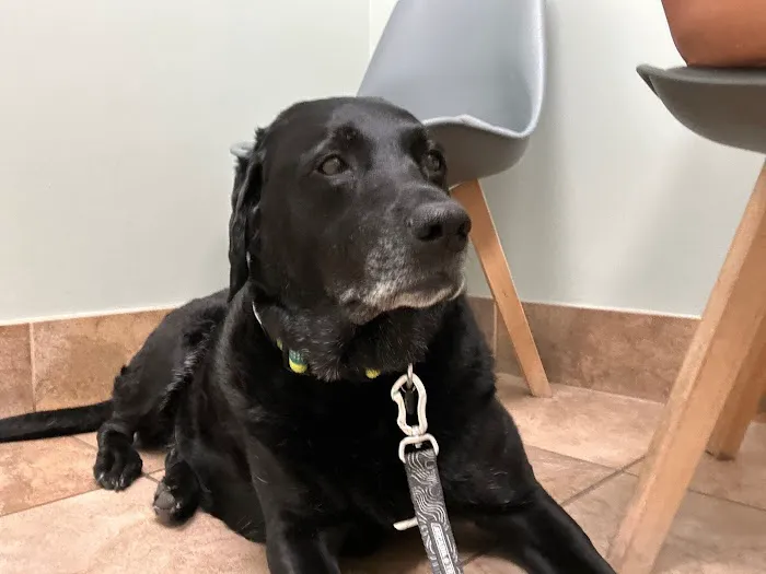 CountryChase Veterinary Hospital 4