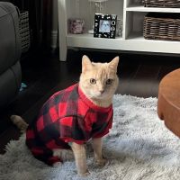 CountryChase Veterinary Hospital ico