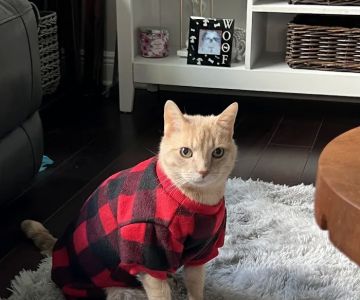 CountryChase Veterinary Hospital