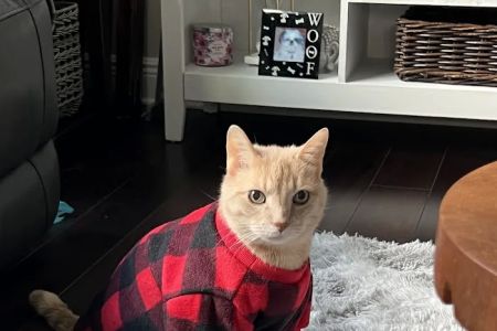 CountryChase Veterinary Hospital