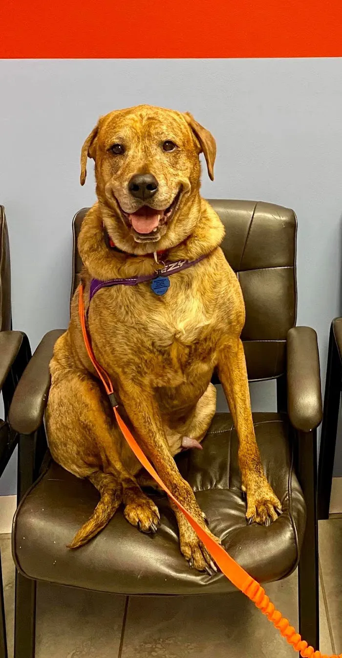 SKYLINE Animal Hospital 10