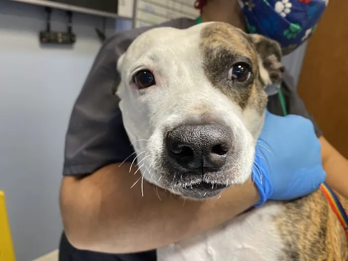 SKYLINE Animal Hospital 6
