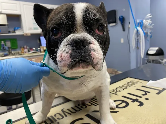 SKYLINE Animal Hospital 7