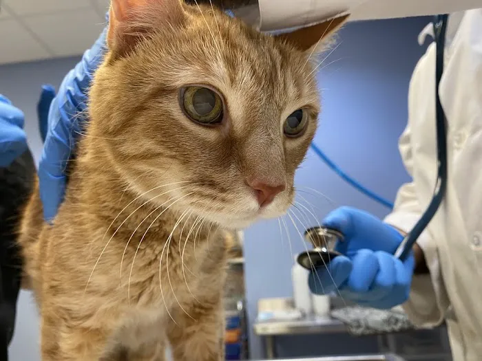 SKYLINE Animal Hospital 3