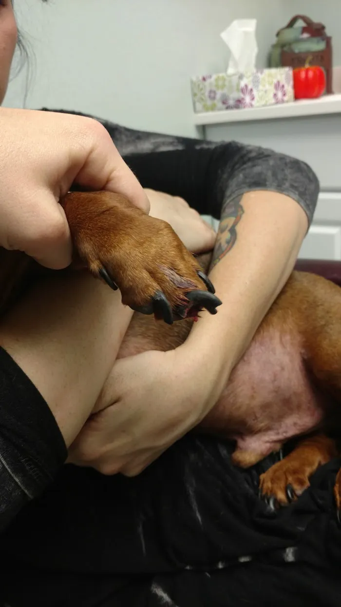 Land O Lakes Animal Hospital 12