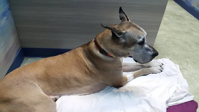 Pasco Veterinary Medical Center 8
