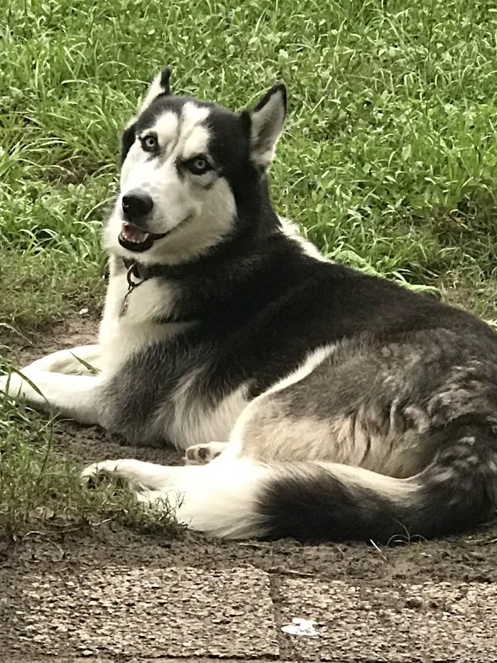 Animal Emergency Services of Pasco 12