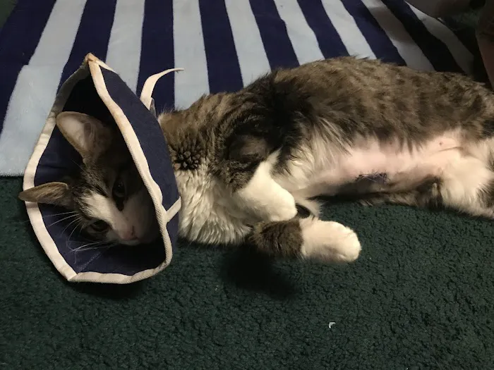Animal Emergency Services of Pasco 12