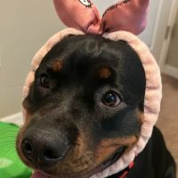 Animal Emergency Services of Pasco ico