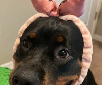 Animal Emergency Services of Pasco