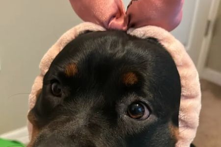 Animal Emergency Services of Pasco