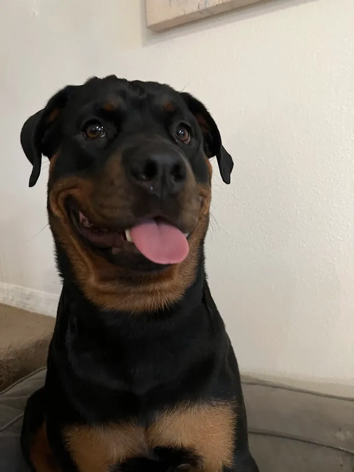 Animal Emergency Services of Pasco 12