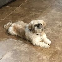 Banfield Pet Hospital ico